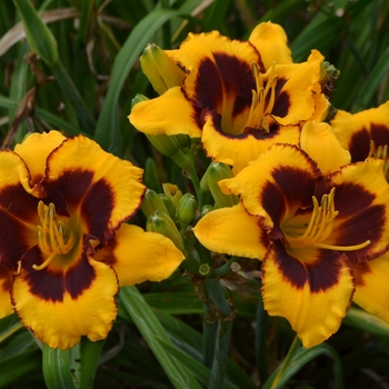 Hemerocallis 'Now and Zen'