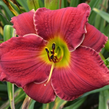 Hemerocallis 'Point of Divergence'