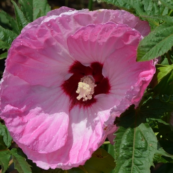 Hibiscus 'Tie Dye' PP 24,078