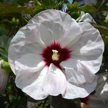 Hibiscus 'Crown Jewels' PP 11,857