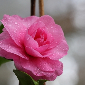 Camellia sasanqua 'Aglaia' 