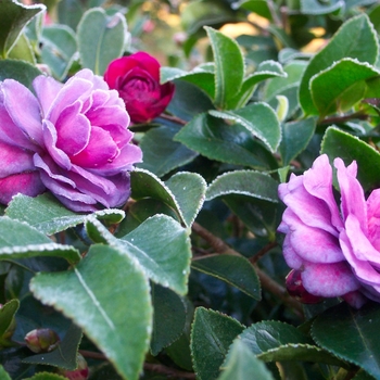 Camellia sasanqua 'Green's Blues' 