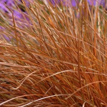 Carex tenuicumis 'Cappuccino' 