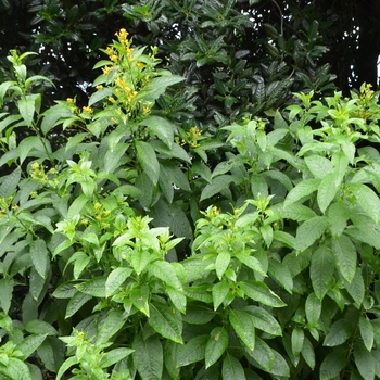 Cestrum auranticum