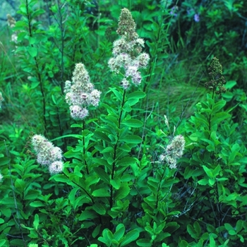 Spiraea latifolia