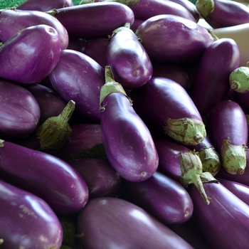 Solanum melongena 