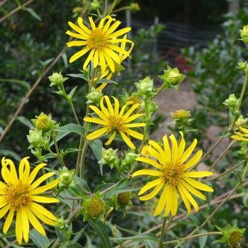 Silphium asteriscus 