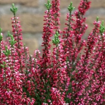 Calluna vulgaris 'Lady In Red' 