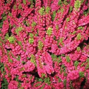 Calluna vulgaris 'Salsa' 