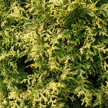 Chamaecyparis obtusa 'Kamaeni Hiba' 