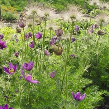 Pulsatilla vulgaris 'Blaue Glocke' 