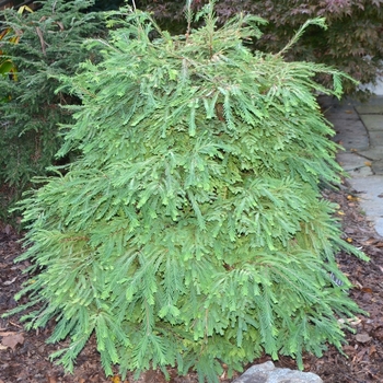 Metasequoia glyptostroboides 'North Light' 