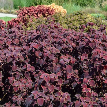 Coleus 'Garnet Robe' 