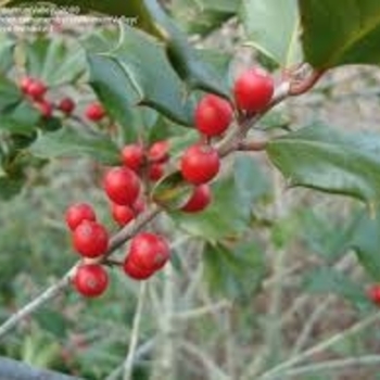 Ilex opaca 'Dan Fenton' 