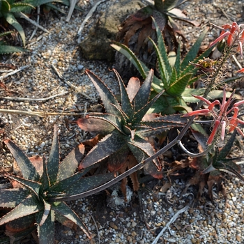 Aloe maculata