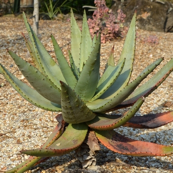 Aloe marlothii