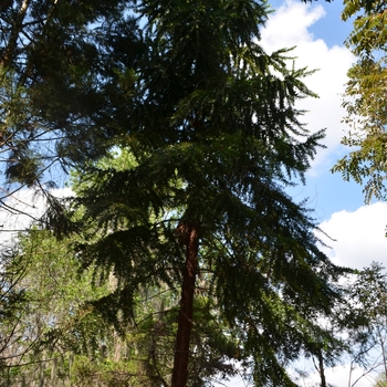 Araucaria hunsteinii