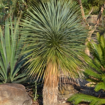 Yucca rostrata