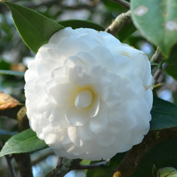 Camellia japonica 'Alba Superba'