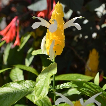 Pachystachys lutea 