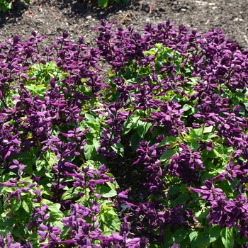 Salvia splendens 'Purple' 
