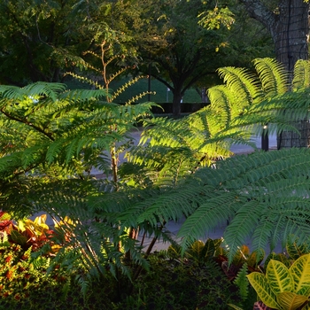 Cyathea cooperi 