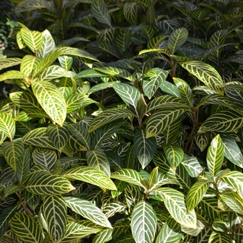 Sanchezia speciosa '' (073446)