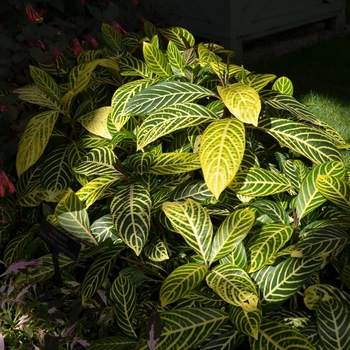 Sanchezia speciosa '' (073448)