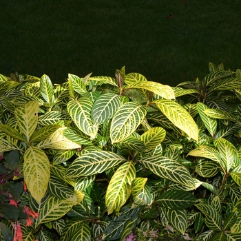 Sanchezia speciosa '' (073449)