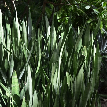 Sansevieria trifasciata 'Silver Queen' (073462)