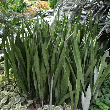 Sansevieria trifasciata 'Silver Queen' (073464)