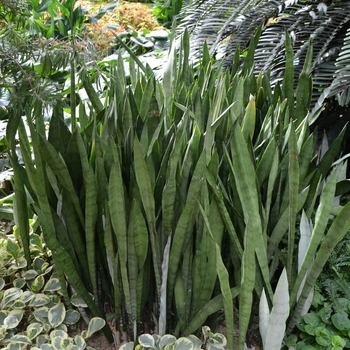 Sansevieria trifasciata 'Silver Queen'