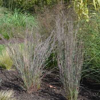 Schizachyrium scoparium 'MinnblueA' 