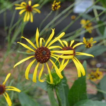 Balduina atropurpurea 