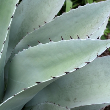 Agave ovatifolia