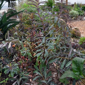 Euphorbia x martinii 'Cherokee'