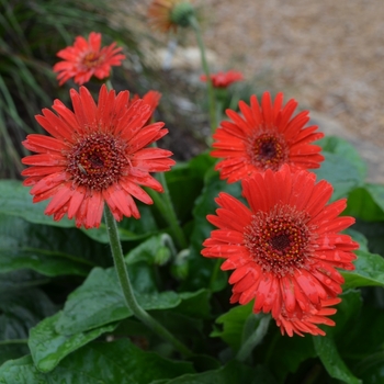 Gerbera Drakensberg Daisy™ 'Scarlet'