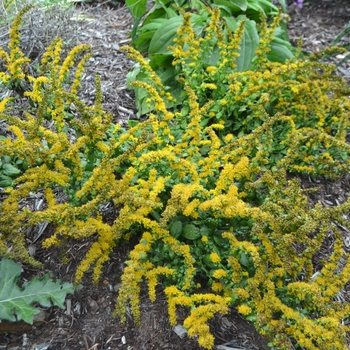 Solidago sphacelata 'Golden Fleece' 