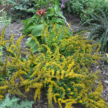 Solidago sphacelata 'Golden Fleece'