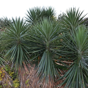 Yucca aloifolia 