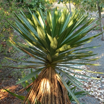 Yucca x gloriosa 'Lone Star' 