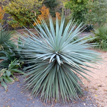 Yucca schottii 