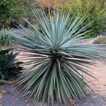 Yucca schottii