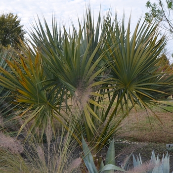 Sabal hybrid 'Birmingham' 