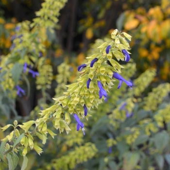 Salvia mexicana 'Limelight' 