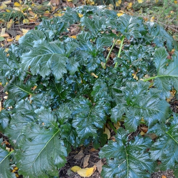 Acanthus 'Summer Beauty' 