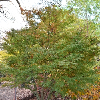 Acer palmatum 'Ao Kanzashi' 