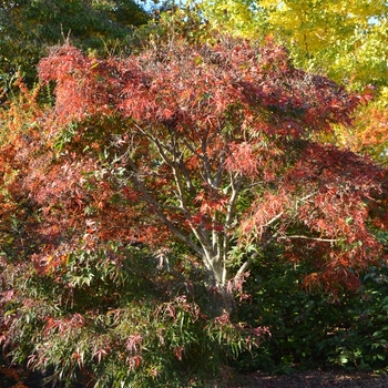 Acer palmatum 'Koto ito komachi' 