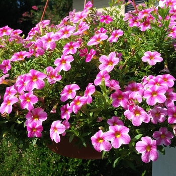 Calibrachoa 'Star Pink' 