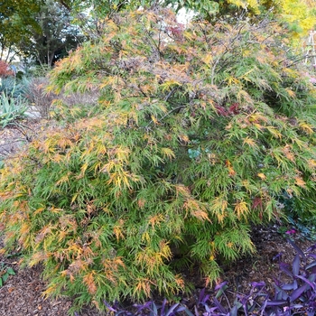 Acer palmatum var. dissectum 'Waterfall' 